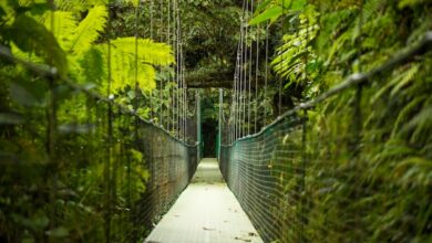 hanging suspension bridge tropical rainforest 23 2148248845 - Web Nômade Digital