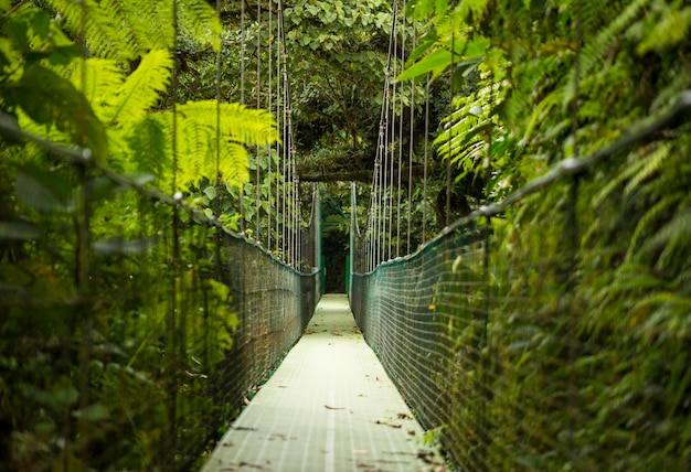 hanging suspension bridge tropical rainforest 23 2148248845 - Web Nômade Digital