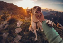 os melhores destinos pet friendly para n mades digitais com animais - Web Nômade Digital