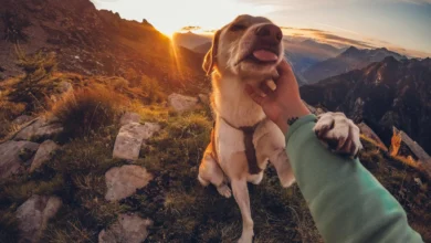 os melhores destinos pet friendly para n mades digitais com animais - Web Nômade Digital