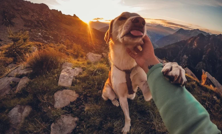 os melhores destinos pet friendly para n mades digitais com animais - Web Nômade Digital