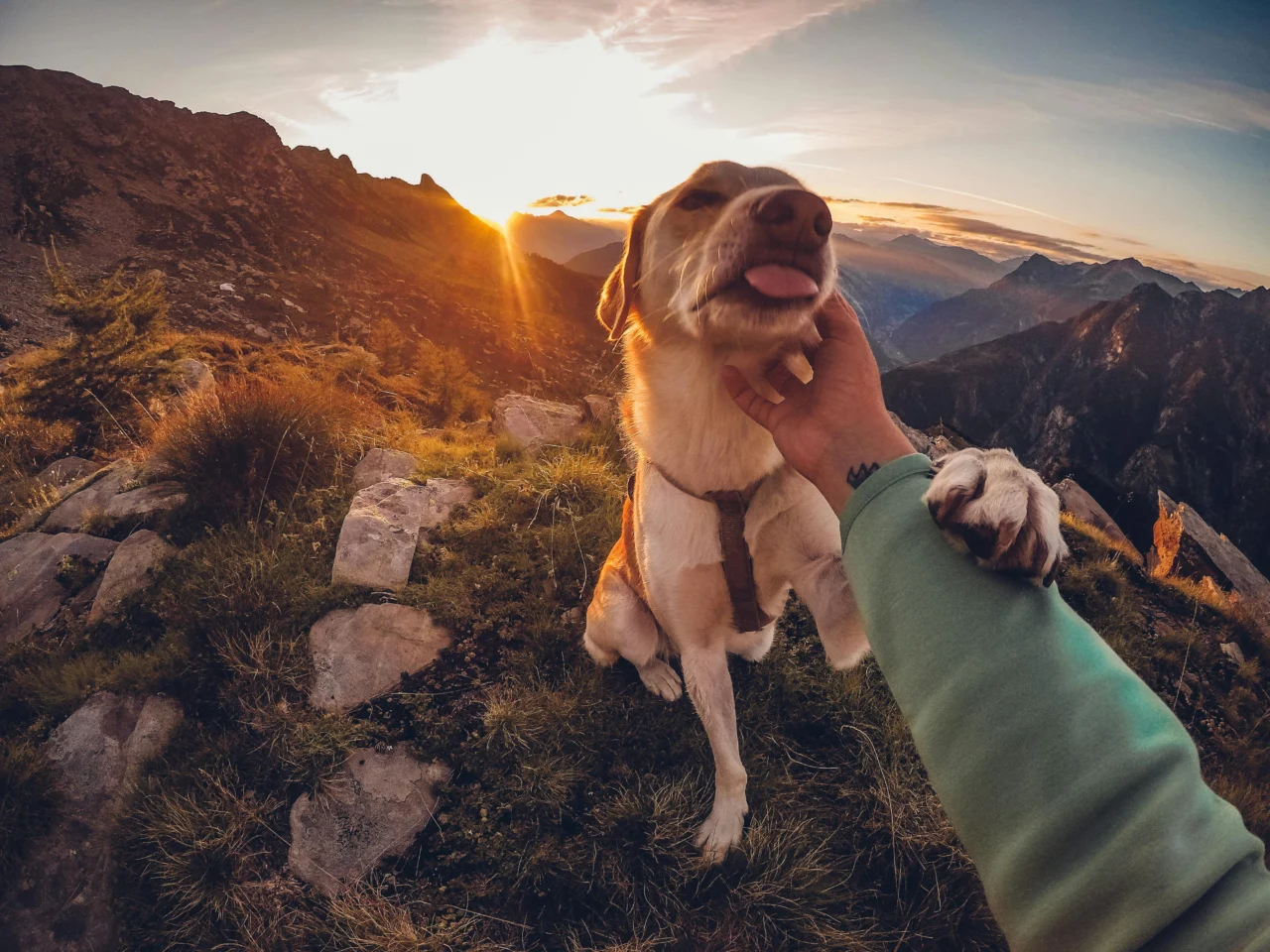 os melhores destinos pet friendly para n mades digitais com animais - Web Nômade Digital