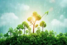 Imagem de capa mostrando harmonia entre crescimento sustentável e negócios.