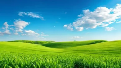 Paisagem serena de campos verdes simbolizando sustentabilidade.