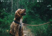 Adorable cocker spaniel puppy enjoying a walk in a lush Swedish forest.