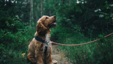Adorable cocker spaniel puppy enjoying a walk in a lush Swedish forest.