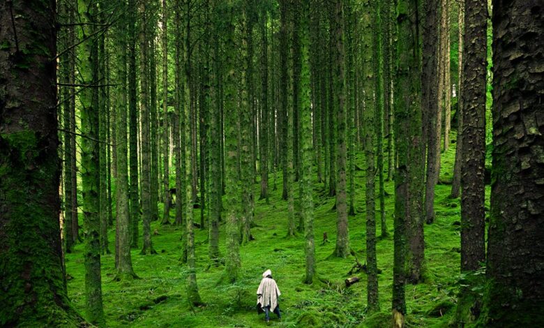 A solitary person walking in the lush, green forests of Inverness in the Scottish Highlands