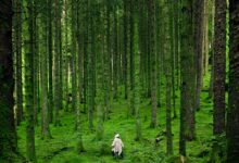 A solitary person walking in the lush, green forests of Inverness in the Scottish Highlands