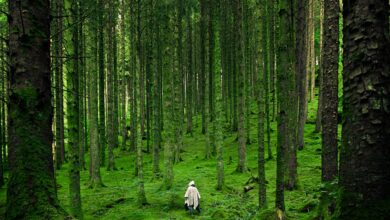 A solitary person walking in the lush, green forests of Inverness in the Scottish Highlands