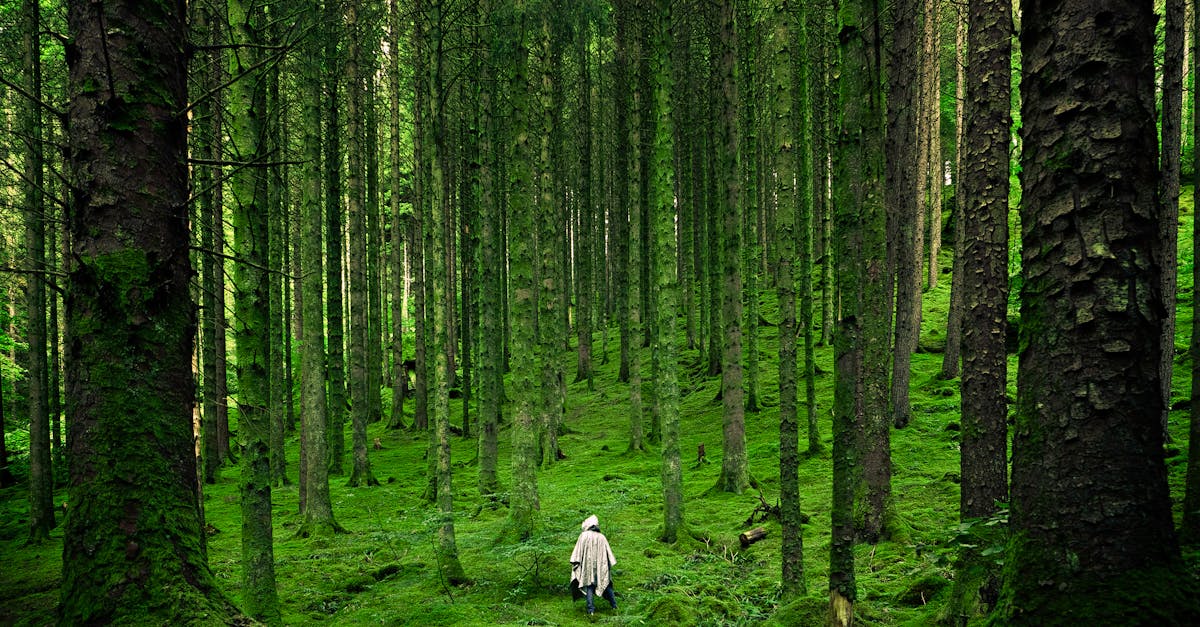 A solitary person walking in the lush, green forests of Inverness in the Scottish Highlands