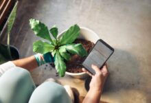 Person planting a houseplant and checking phone