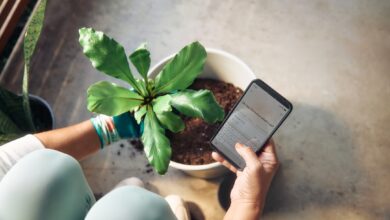 Person planting a houseplant and checking phone