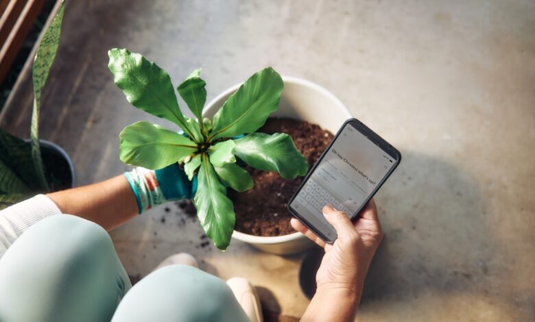 Person planting a houseplant and checking phone