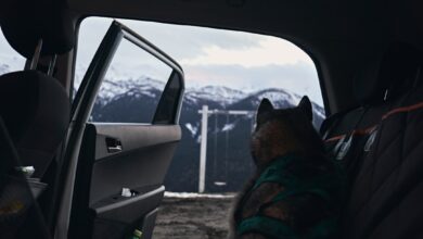 a dog sitting in the back seat of a car