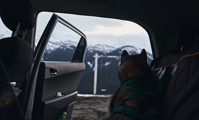 a dog sitting in the back seat of a car