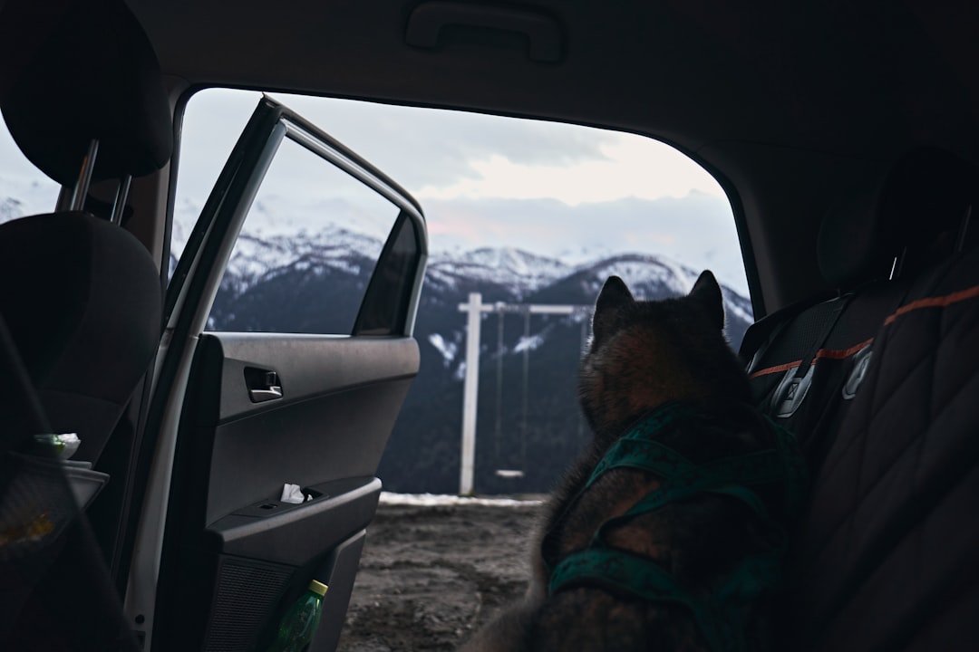 a dog sitting in the back seat of a car