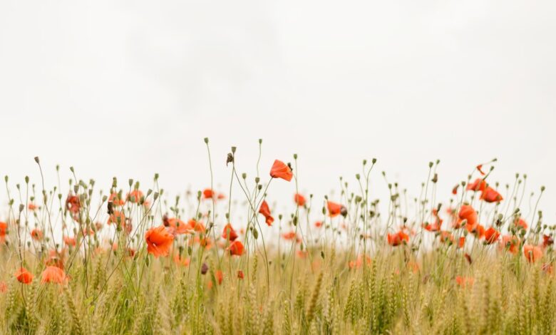 orange flowers