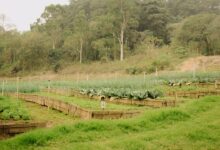 A group of people standing around a lush green field