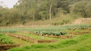 A group of people standing around a lush green field
