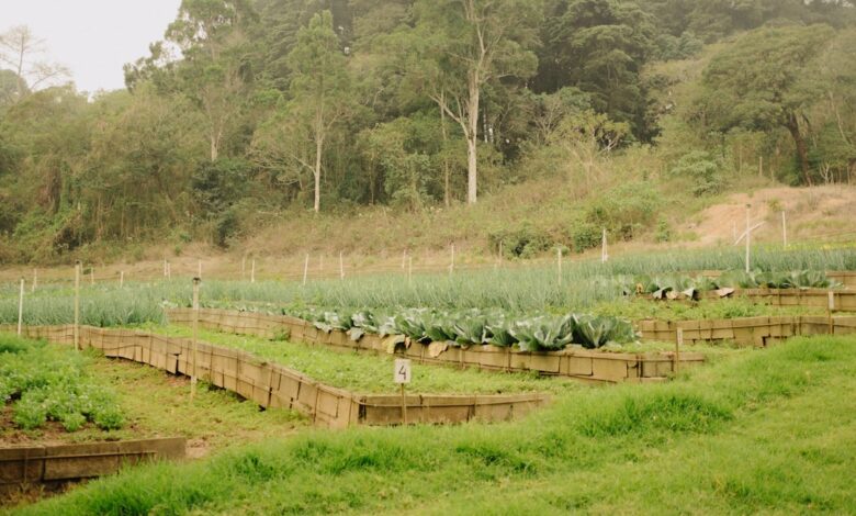 A group of people standing around a lush green field