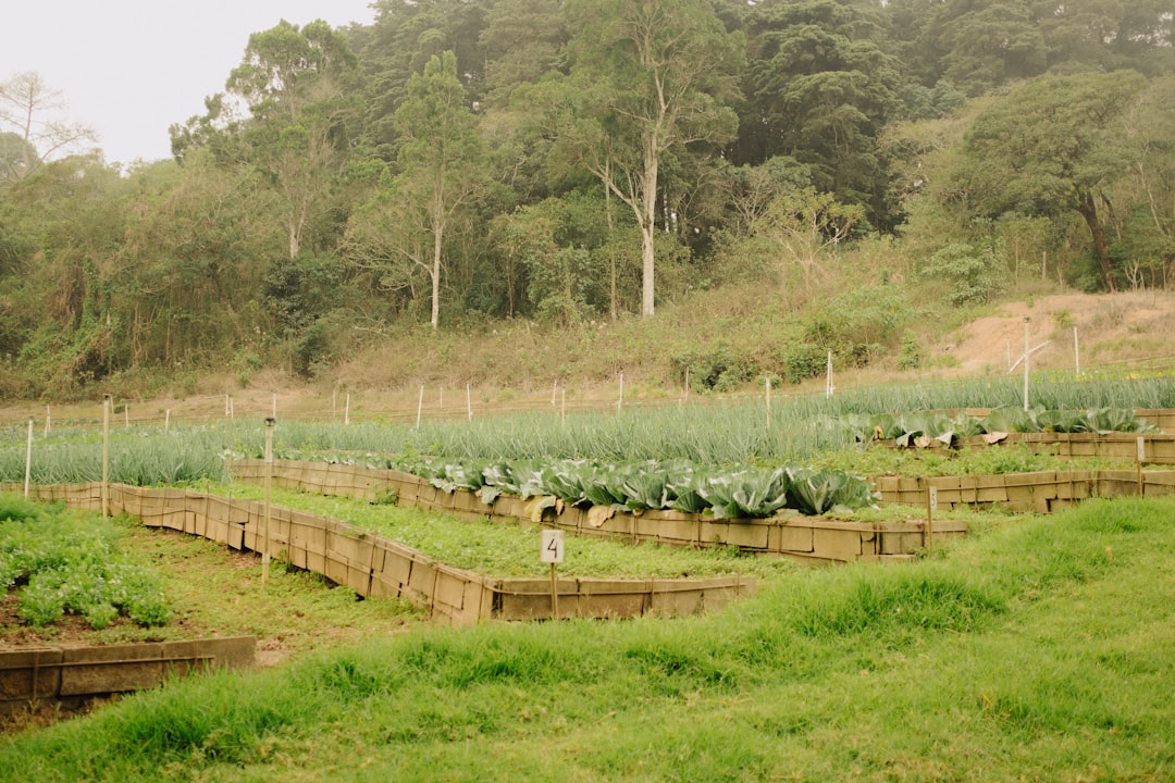 A group of people standing around a lush green field