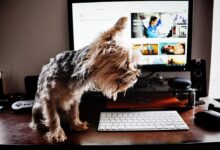 brown and black yorkshire terrier on black computer keyboard