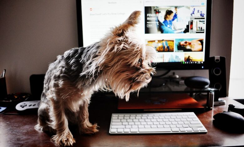 Como Viajar com Pets: Dicas para Nômades Digitais - Web Nômade Digital brown and black yorkshire terrier on black computer keyboard