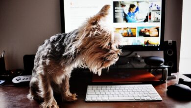 brown and black yorkshire terrier on black computer keyboard