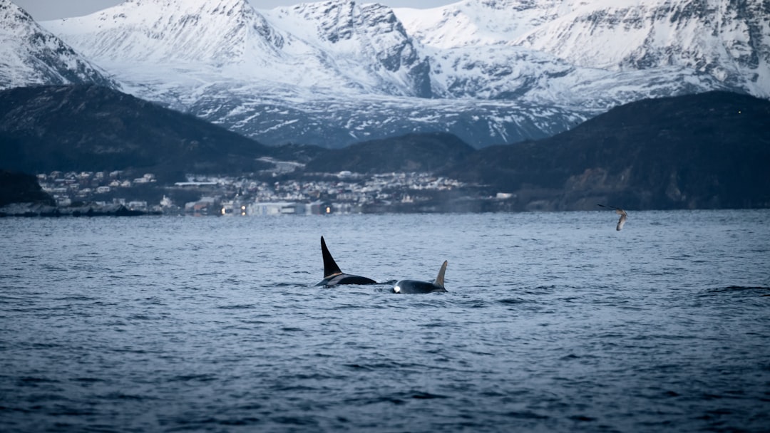 5 Dicas para Criar um Orçamento Sustentável em Viagens - Web Nômade Digital a group of dolphins swimming in water