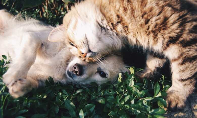 5 Estratégias para Trabalhar e Viajar com Pets pelo Mundo - Web Nômade Digital white dog and gray cat hugging each other on grass