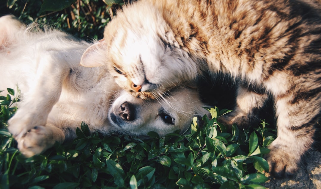 5 Estratégias para Trabalhar e Viajar com Pets pelo Mundo - Web Nômade Digital white dog and gray cat hugging each other on grass
