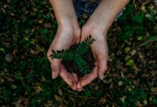 hands holding small plant seedling in soil