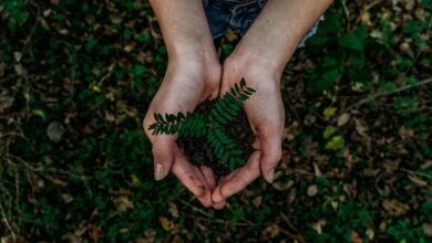 Como Viajar e Trabalhar em Destinos de Voluntariado Ambiental - Web Nômade Digital hands holding small plant seedling in soil