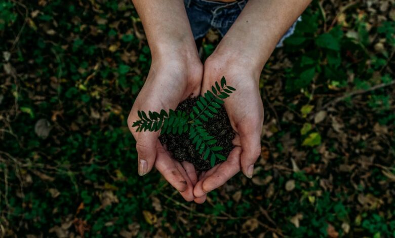 hands holding small plant seedling in soil