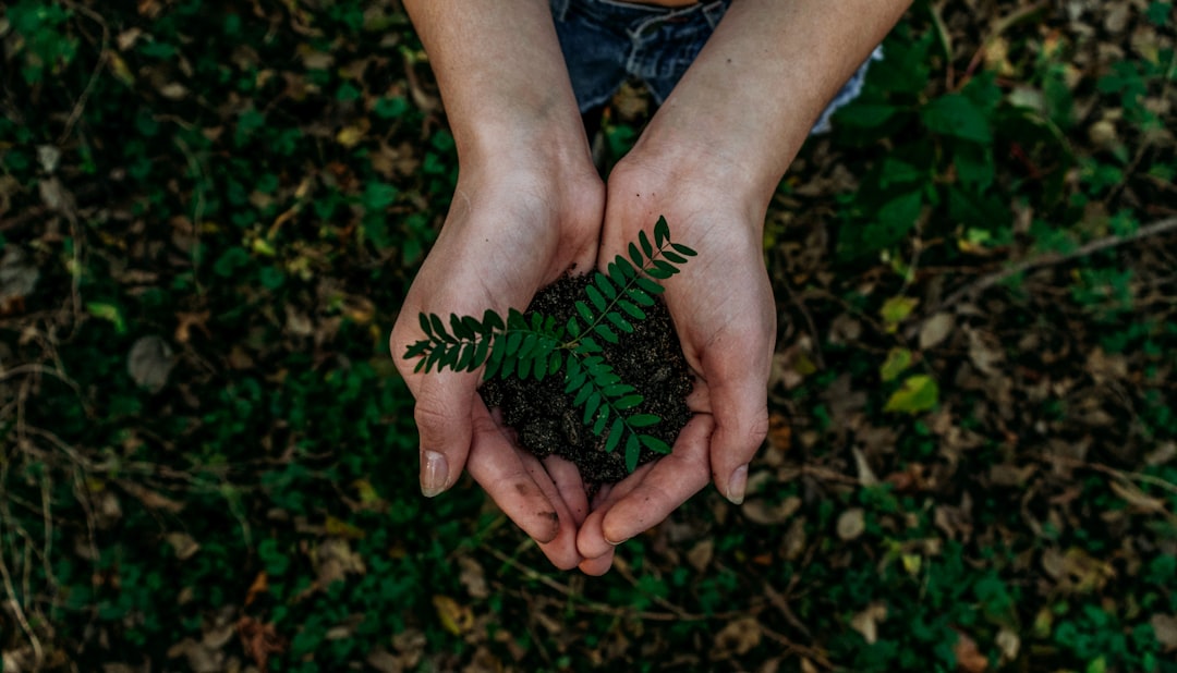 Como Viajar e Trabalhar em Destinos de Voluntariado Ambiental - Web Nômade Digital hands holding small plant seedling in soil