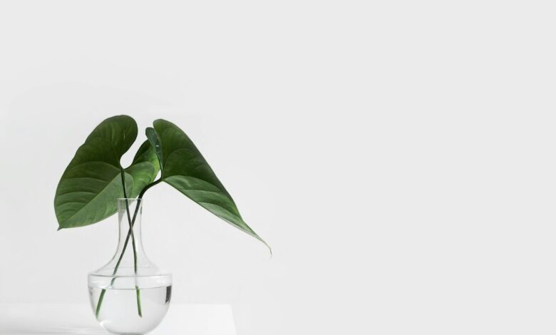 Como Montar um Estilo de Vida Minimalista em Viagens - Web Nômade Digital green leafed plant on clear glass vase filled with water