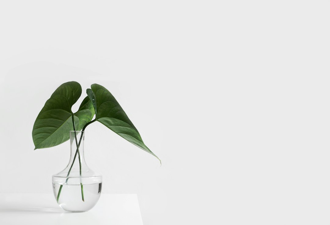 Como Montar um Estilo de Vida Minimalista em Viagens - Web Nômade Digital green leafed plant on clear glass vase filled with water