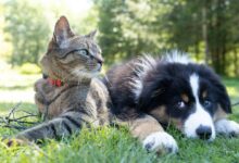 a dog and a cat laying in the grass