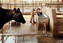 Cows beside a water trough