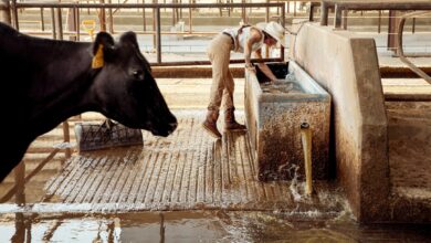 Cows beside a water trough