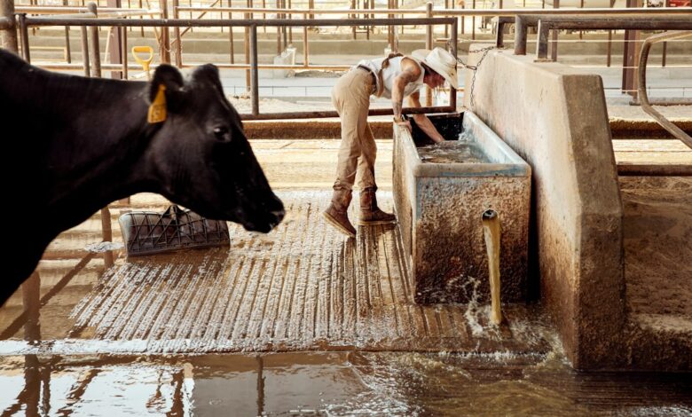 Como Encontrar Oportunidades de Trabalho em Cruzeiros pelo Mundo - Web Nômade Digital Cows beside a water trough