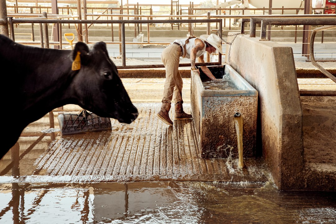 Como Encontrar Oportunidades de Trabalho em Cruzeiros pelo Mundo - Web Nômade Digital Cows beside a water trough