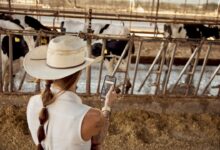 Female dairy farmer in a cowboy hat and with a phone overlooking dairy cows