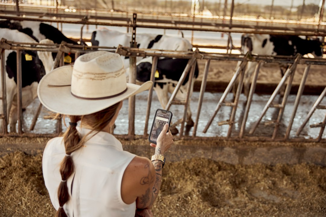 Como Encontrar Trabalho em Festivais de Música: Dicas e Oportunidades - Web Nômade Digital Female dairy farmer in a cowboy hat and with a phone overlooking dairy cows
