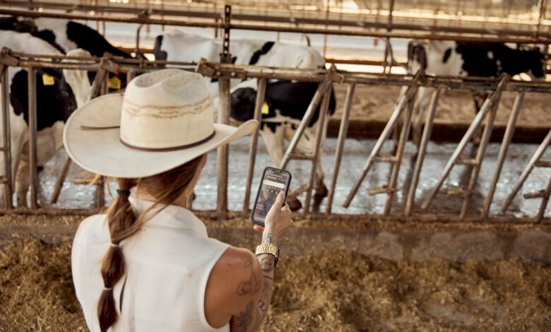 Trabalho Remoto em Países com Baixo Custo de Vida: Oportunidades e Dicas - Web Nômade Digital Female dairy farmer in a cowboy hat and with a phone overlooking dairy cows