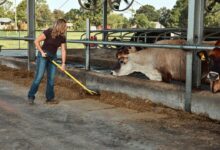Woman pushing up feed beside cows in a barn