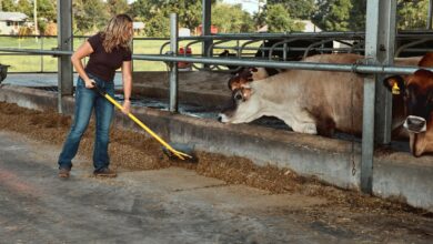 Woman pushing up feed beside cows in a barn