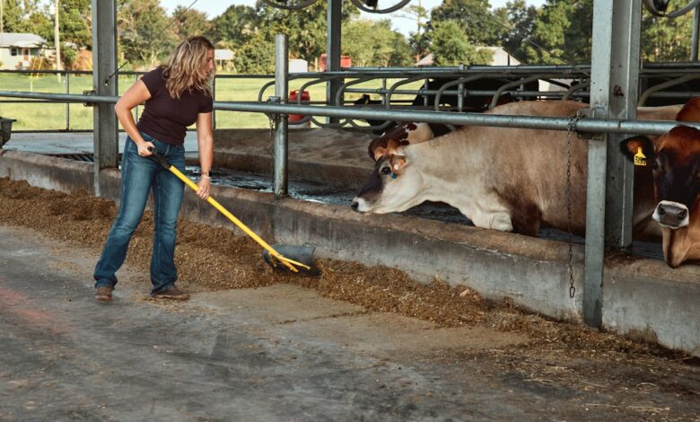 Como Aproveitar o Trabalho em Fazendas Orgânicas pelo Mundo - Web Nômade Digital Woman pushing up feed beside cows in a barn