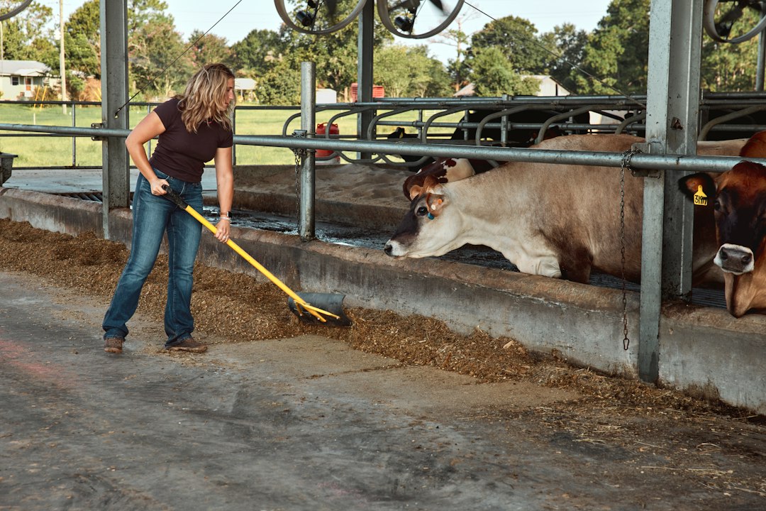 Como Aproveitar o Trabalho em Fazendas Orgânicas pelo Mundo - Web Nômade Digital Woman pushing up feed beside cows in a barn
