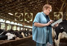 Woman using a tablet in a dairy barn